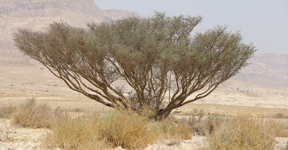 web plants 2 zdarma licence pixabay